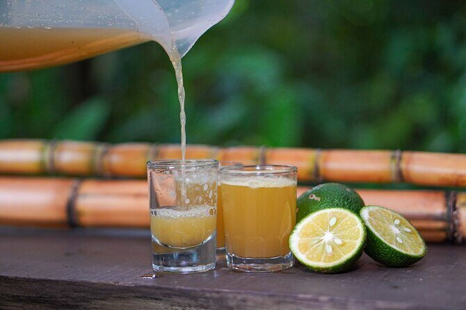 Authentic experience of Coffee, Cane and Caco inside the forest - The Sum Up