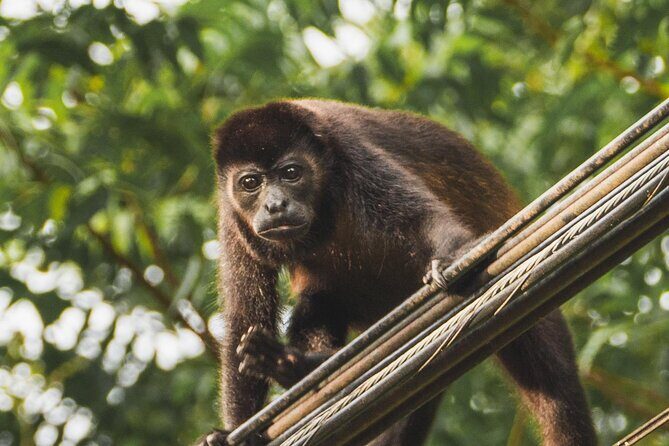 Avellanas Wildlife Walk - Final Thoughts: Is This Tour for You?