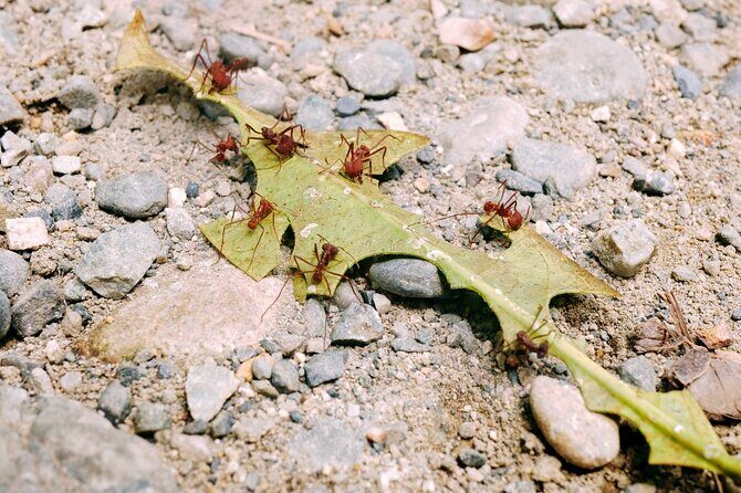 Aventuras Inolvidables en el Parque Nacional del Manu: - Is This Tour Right for You?