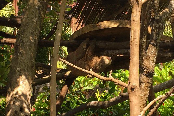 Beach-mountain & Sloth Refuge Buggy Tour - Final Thoughts: Is This Tour for You?