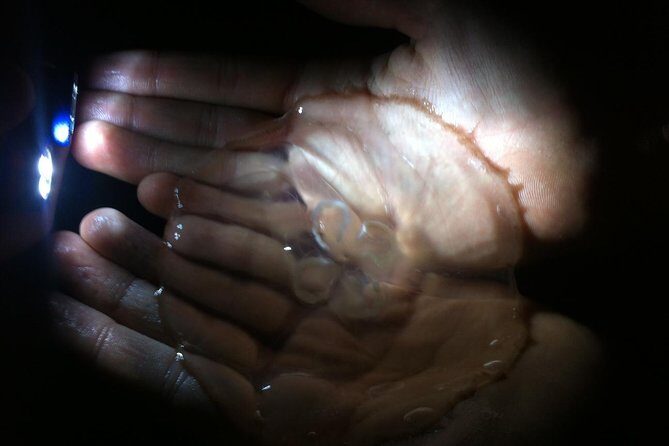 Bioluminescence Tour & Sunset River Cruise - FAQ About the Bioluminescence Tour & Sunset River Cruise