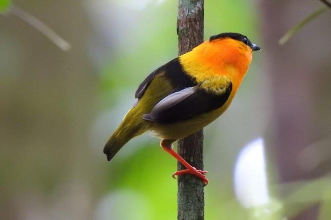 Birding in the Rainforest - An In-Depth Review of Birding in the Rainforest