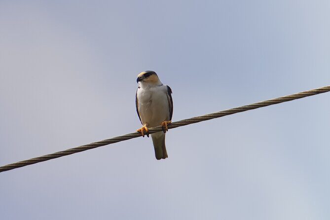 Birdwatching Tour in Monteverde - Who Should Book This Tour?