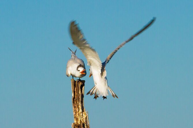 Birdwatching Tours in El Salvador with Expert Biologist Guide - Who Should Book This Tour?