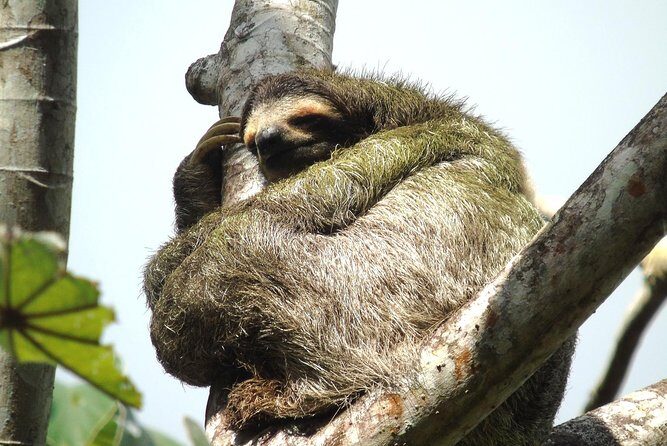 Canal expansion Agua Clara, Rainforest safari & San Lorenzo Fort - Who This Tour Is Perfect For