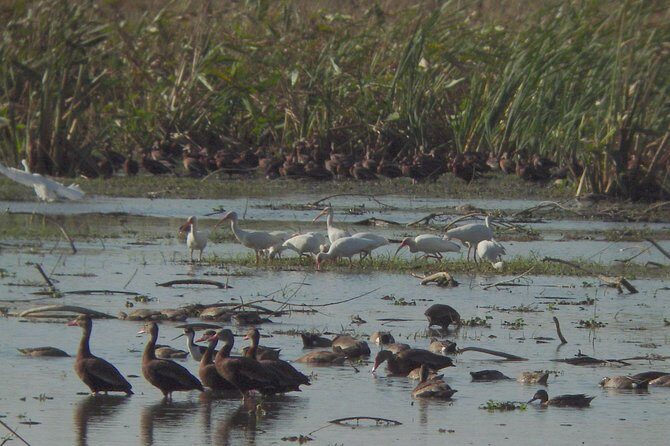 Caño Negro by Boat Incl. traditional Costa Rican lunch - Possible Drawbacks to Keep in Mind