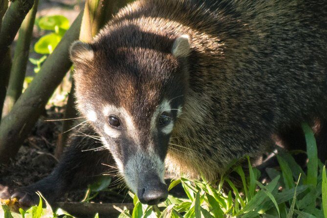 Canopy Tour In Tamarindo Beach - What We Think About the Experience