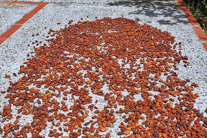 Chocolate Farm Private Tour in Medellin: Real Genuine Experience - The Full Breakdown of the Medellín Chocolate Farm Tour