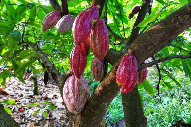 Chocolate Tour Premium: Lunch & Transportation - In-Depth Look at the Experience