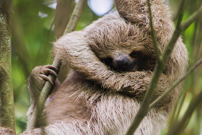 Coffee & Chocolate Tour+Sloths Park & Llanos de Cortez Waterfall - In-Depth Review of the Tour Experience