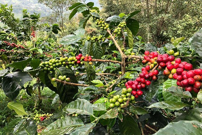 Coffee Farm and Salento Walking Tour - Who Is This Tour Best For?