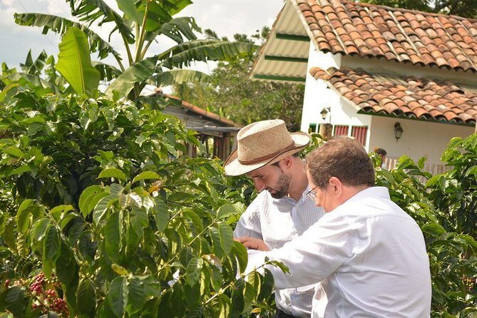 Coffee Tour at the Finca del Café - Authenticity and Expertise