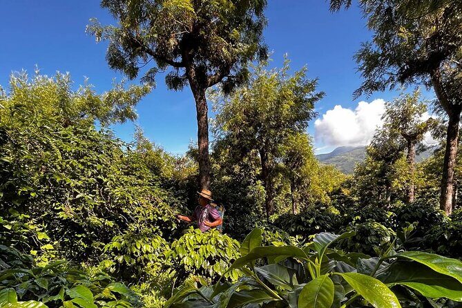 Coffee Tour in Sacatepéquez with Tasting - Why This Tour Is a Great Choice