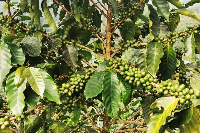 Cooking Class & Medicinal Plants Garden Manuel Antonio - Who Will Love This Tour?