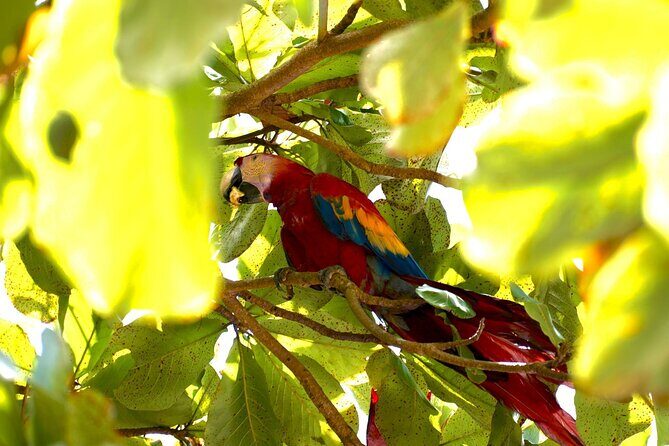 Corcovado National Park Hike - From Uvita - Final Thoughts: Who Should Consider This Tour?