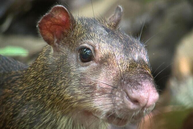 Corcovado National Park: Sirena Day Tour From Puerto Jimenez - Who Should Consider This Tour?