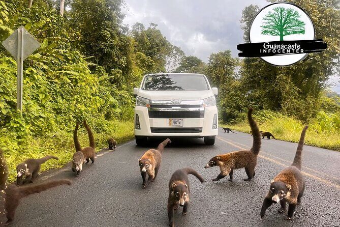 Costa Rica Private LIR Airport Arrival Transfer - Why This Transfer Offers Great Value