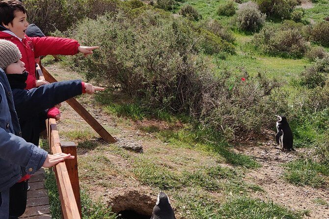 Cruise Shore Excursion Punta Tombo with Boxlunch from Pto Madryn - Frequently Asked Questions