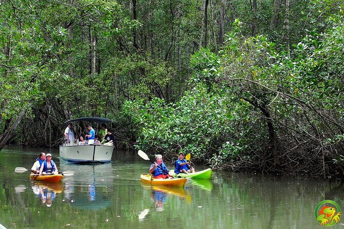 Damas Mangrove Boat Tour - Exploring the Damas Mangrove Boat Tour in Detail
