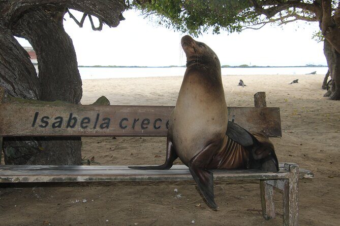 Day Tour to Isabela Island with Tintorera Islet, Snorkeling Wetlands & Flamingos - Final Thoughts