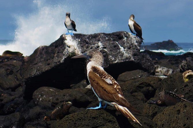Day tour to Pinzón Island and La Fé/Palmitas Bay with snorkeling and fishing - What Sets This Tour Apart?