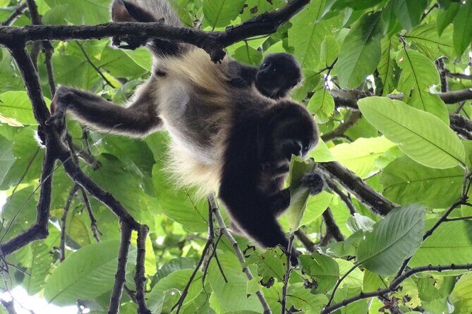 Day Trip Churute Howler Monkey Observation and Chocolate Making - The Itinerary in Detail