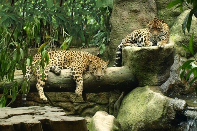 Day trip DOKA Coffee Plantations & La paz Waterfall Gardens - Who Will Love This Tour?