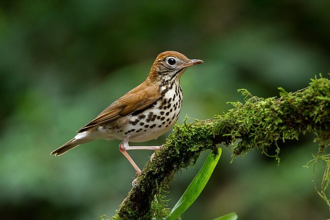 Deluxe Private Bird Watching Tour | Manuel Antonio - Who Would Love This Tour?