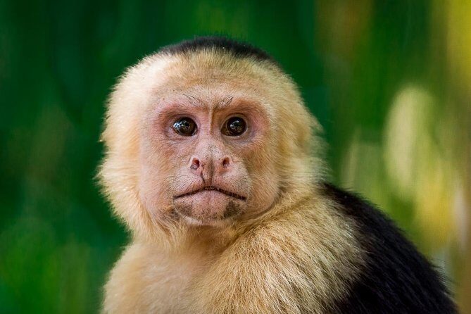 Deluxe Private Manuel Antonio Park Tour - What’s Included and What’s Not