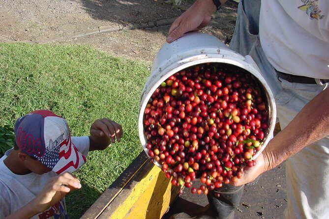 Doka Coffee Tour, Poas Volcano and La Paz Waterfall Day Trip from San Jose - Final Thoughts: Who Will Appreciate This Tour?