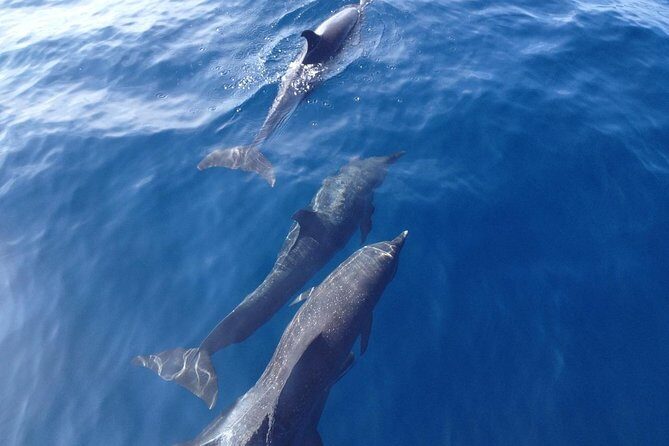 Dolphin and Snorkeling Trip with Costa Rican Companies - In-Depth Review of the Costa Rican Dolphin and Snorkeling Tour