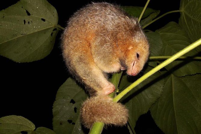 Ecogarden Arenal Night Walk - FAQs