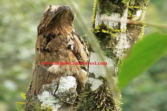 Ecuador Birds Tour & Mindo Cloud Forest - by Richard Hernandez - FAQs