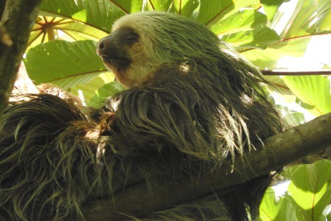 Excellent Wildlife Tour in Bijagua de Upala - The Value of This Wildlife Tour