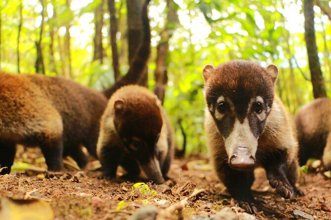 EXCLUSIVE Curicancha Cloud Forest Nature Walk with FREE Binocs - The Real Value of This Guided Tour