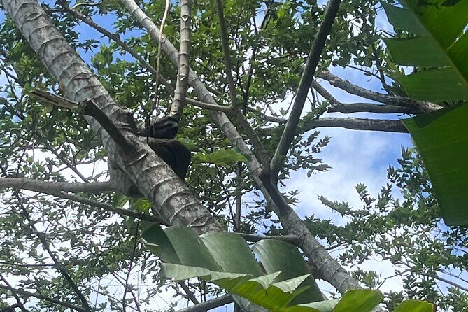 Explore Panama Canal and Gatun Lake with Rainforest Hike - FAQs