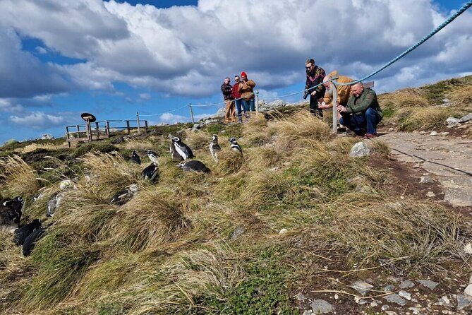 Falkland Islands Shared Tour Sightseeing with Penguins - Real Traveler Insights