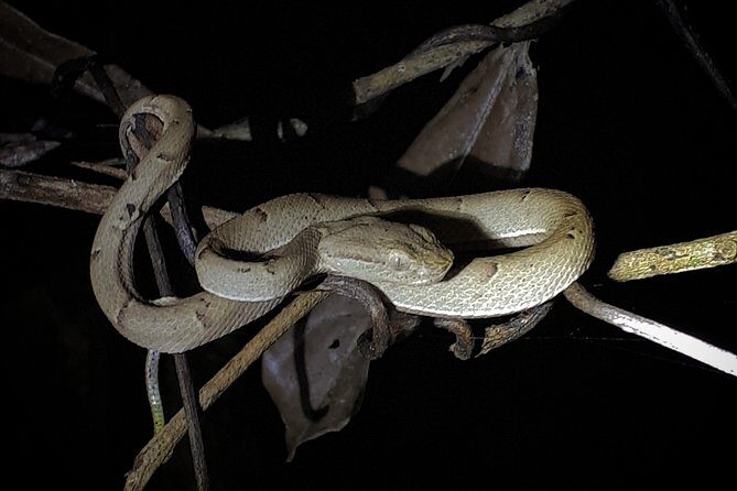 Forest Night Tour in Monteverde/Guide & Entrace fee. - A Deep Dive into the Forest Night Tour Experience