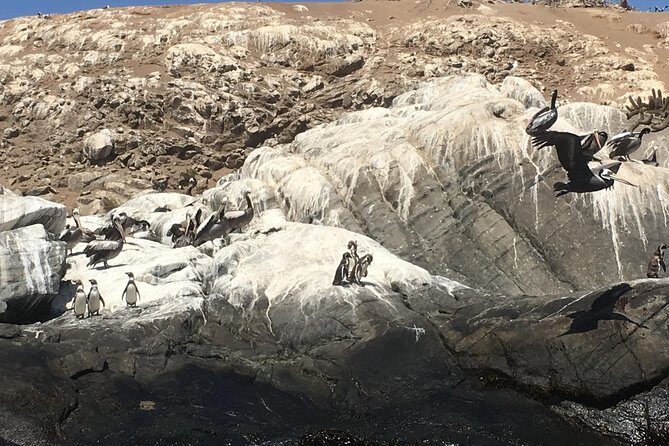 Fr STGO: WILD PENGUINS, SEALION, SANDBOARD, PARAGLIDING & PICNIC - The Sum Up