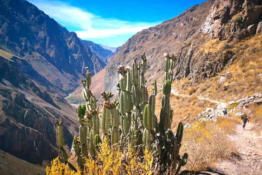 From Arequipa Trek : 2-Days of Hiking in the Colca Canyon - Practical Tips for the Trekker
