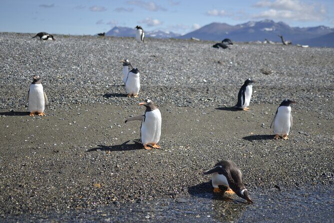 Full-Day Gable Island Eco-Adventure in the Beagle Channel - The Experience in Detail