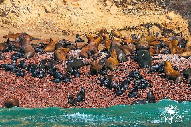 full day of Lima: Paracas and Huacachina ica in luxury mobility! - Why This Tour Works for You