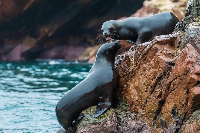 Full Day Paracas Ica and Huacachina from Lima All Included - An In-Depth Look at the Tour