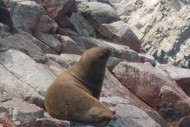 Full day to Paracas & Huacachina from Lima with Ballestas island & Sand boarding - Authentic Experiences and Traveler Insights