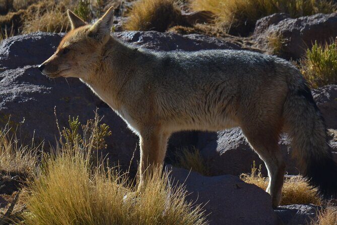 Full Day Tour to Geyser del Tatio, Vado Putana and Machuca - The Sum Up