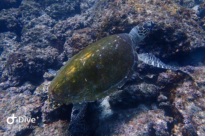 Fundive Catalina Islands (2 dives, only for certified divers) - Who Should Take This Tour?