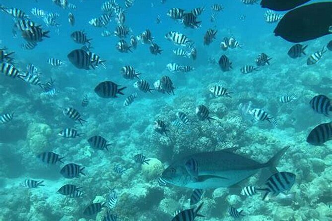 Glass Bottom Boat, WildLife, Chocolate, Rum Tasting Combo - The Value of This Tour