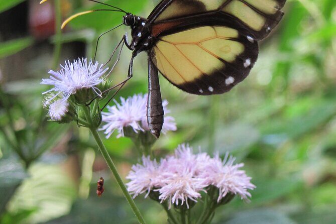 Guided Butterfly Conservatory Tour in Costa Rica - The Sum Up: Who Should Consider This Tour?