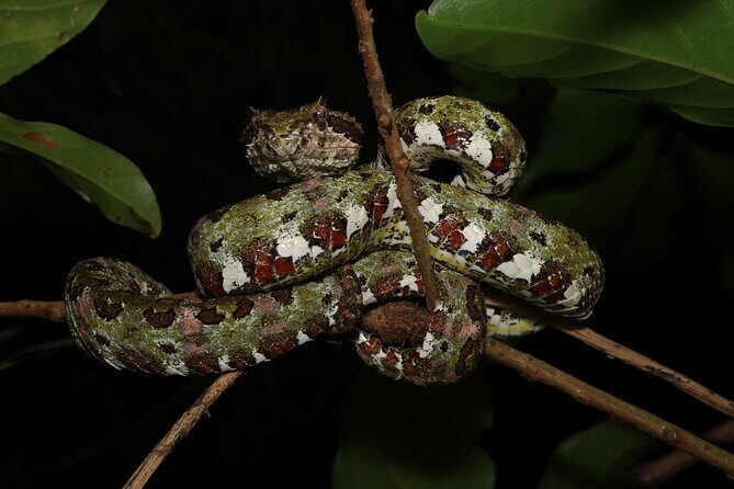Guided Night Walk in Monteverde - The Sum Up