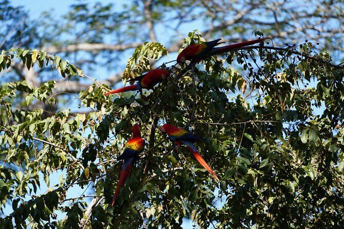 Guided visit to Carara National Park (Ticket included) - Who will love this tour?